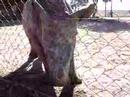 Young Rhino