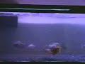 Aggressive Caribe and Mouse Aggressive Caribe and Mouse