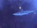 Underwater Train Ride with Sharks