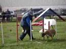concours agility brunstatt