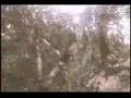 grimpe d'arbres
