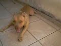 Luck pit bull X Mini, a pincher! a luta do s�culo!