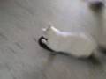 Coco the fat cat, in skateboard