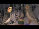 Cockatiels -Happy and Honey-music by Michael Buble'
