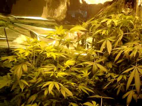 how to grow purple ak-47