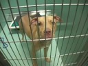 Shelter Animals of New York City cd version