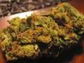 OG KUSH x SOUR DIESEL BUDS!!! The Weed Report - Episode 2