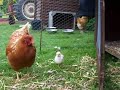 Chick Murray!!!