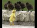 Funny Animals 26