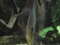 Puesta de peces disco