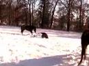 Winter at Deer Run