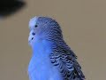 Azul (headbobbing)