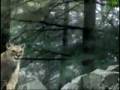 Animal Face Off - Wolf vs. Cougar