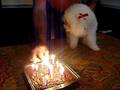 BUFFIE 15YRS OLD BICHON FRISE