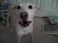 Mad Dog Tupelo!