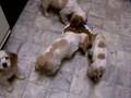 9 wk old Cocker Spaniel Puppies Eating/Playing