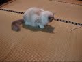 猫って紐が好き(=^・^=)　A cat likes a string