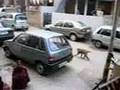 Monkeys in Delhi Monkeys in Delhi