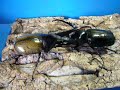 ?????????????????????????????????????Hercules VS Chalcosoma ?????????????????????????????????????Hercules VS Chalcosoma