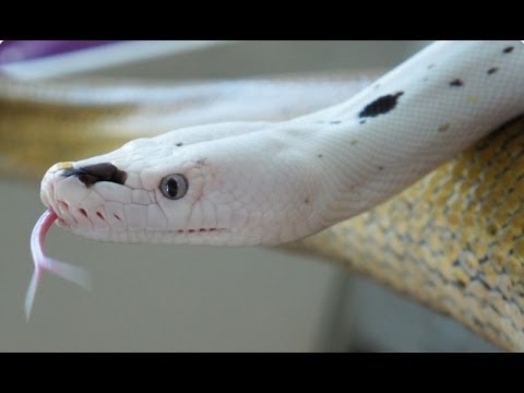 YouTube reptile video