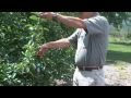 Summer Apple Tree Pruning