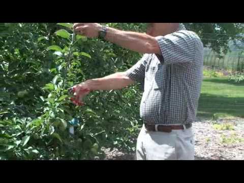 how to prune an apple tree video