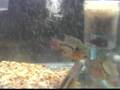 xanthic jack dempsey RT motaguense,dovii and Hogaboomerus