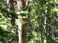Woodpeckers