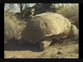 TORTUGA DE MAPIMÍ (Reptiles mexicanos)