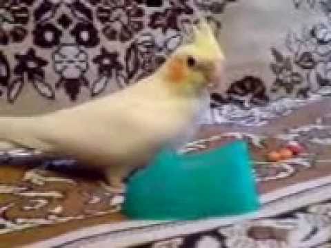 Видео 'Складываем бусинки'