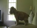 cute cocker spaniel puppy