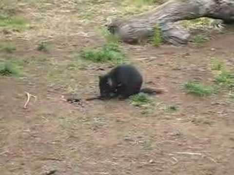 tasmanian devil feeding