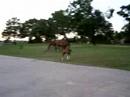 Kestrel plays TAG...