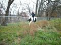 Jumping Jazzy May Bareback