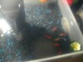 Underwater Koi Pond (part 1)