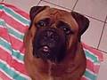 Bullmastiff video