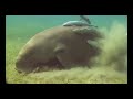 Click here to watch this video Marsa Alam - Dugong
