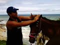 colocando os arreios