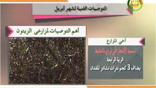 توصيات زراعية| تعرف على اهم التوصيات لمزارعي الزيتون خلال شهر ابريل 2020