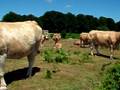 videos de Casa Rural Urbasa Urederra Nº 15  Terneras Navarra - Agroturismo en Navarra - 6 - 27743