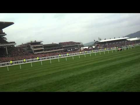 cheltenham gold cup
