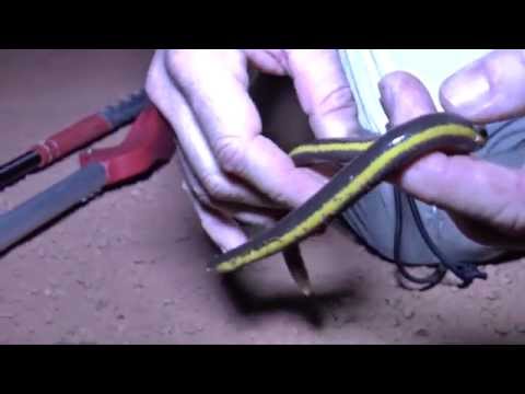 YouTube reptile video