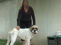 CanineDogProject Amiral Averel