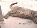 Gatti Gattini e Gattoni che giocano mangiano e si divertono! Gatti Gattini e Gattoni che giocano mangiano e si divertono!