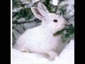 Team Snowshoe Hare Video