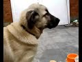 Kangal yavrusu Belcikanin Gôzcusu 3 Sahibi Erdem Kangal yavrusu Belcikanin Gôzcusu 3 Sahibi Erdem