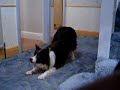clicker tricks