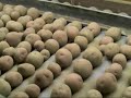 aardappels sorteren. aardappels sorteren.