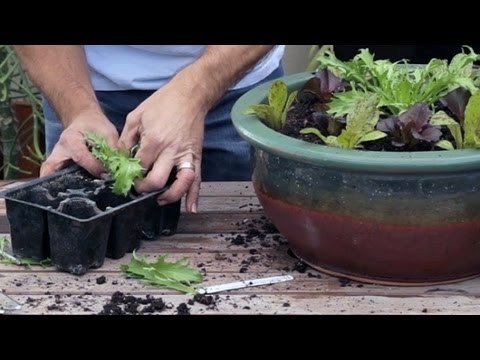 Sustainable Vertical Gardening & Lettuce care & A Special Fan Appreciation Day (2.2)