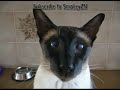 siamese cat purring siamese cat purring